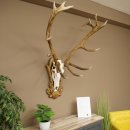 Cuernos de ciervo rojo 6 puntas Altura 59 cm Cuernos de ciervo Cuernos tallados con placa de trofeo 70.1031