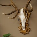 Cuernos de ciervo rojo 6 puntas Altura 59 cm Cuernos de ciervo Cuernos tallados con placa de trofeo 70.1031