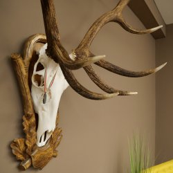 Cuernos de ciervo rojo 6 puntas Altura 59 cm Cuernos de ciervo Cuernos tallados con placa de trofeo 70.1031