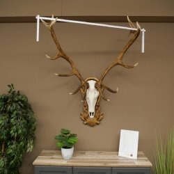 Cuernos de ciervo rojo 6 puntas Altura 59 cm Cuernos de ciervo Cuernos tallados con placa de trofeo 70.1031