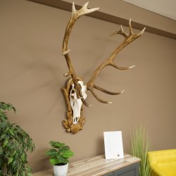 Cuernos de ciervo rojo 6 puntas Altura 59 cm Cuernos de ciervo Cuernos tallados con placa de trofeo 70.1031