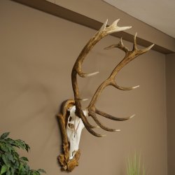 Cuernos de ciervo rojo 6 puntas Altura 59 cm Cuernos de ciervo Cuernos tallados con placa de trofeo 70.1031