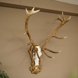 Cuernos de ciervo rojo 6 puntas Altura 59 cm Cuernos de ciervo Cuernos tallados con placa de trofeo 70.1031