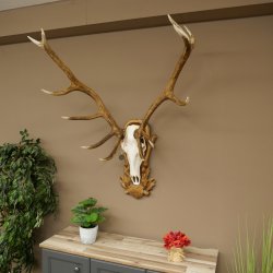 Cuernos de ciervo rojo 6 puntas Altura 59 cm Cuernos de ciervo Cuernos tallados con placa de trofeo 70.1031