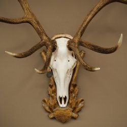 Cuernos de ciervo rojo 6 puntas Altura 59 cm Cuernos de ciervo Cuernos tallados con placa de trofeo 70.1031