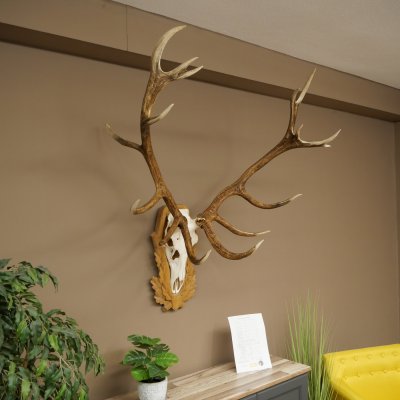 Cuernos de ciervo rojo 6 puntas Altura 59 cm Cuernos de ciervo Cuernos tallados con placa de trofeo 70.1031