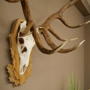 Cuernos de ciervo rojo 6 puntas Altura 59 cm Cuernos de ciervo Cuernos tallados con placa de trofeo 70.1031