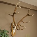 Cuernos de ciervo rojo 6 puntas Altura 59 cm Cuernos de ciervo Cuernos tallados con placa de trofeo 70.1031