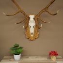 Cuernos de ciervo rojo 6 puntas Altura 59 cm Cuernos de ciervo Cuernos tallados con placa de trofeo 70.1031