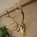 Cuernos de ciervo rojo 6 puntas Altura 59 cm Cuernos de ciervo Cuernos tallados con placa de trofeo 70.1031