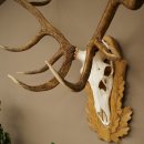 Cuernos de ciervo rojo 6 puntas Altura 59 cm Cuernos de ciervo Cuernos tallados con placa de trofeo 70.1031