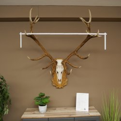 Cuernos de ciervo rojo 6 puntas Altura 59 cm Cuernos de ciervo Cuernos tallados con placa de trofeo 70.1031