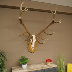 Cuernos de ciervo rojo 6 puntas Altura 59 cm Cuernos de ciervo Cuernos tallados con placa de trofeo 70.1031