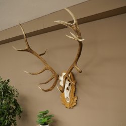 Cuernos de ciervo rojo 6 puntas Altura 59 cm Cuernos de ciervo Cuernos tallados con placa de trofeo 70.1031