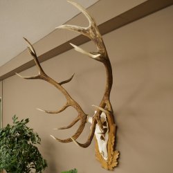 Cuernos de ciervo rojo 6 puntas Altura 59 cm Cuernos de ciervo Cuernos tallados con placa de trofeo 70.1031