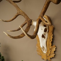 Cuernos de ciervo rojo 6 puntas Altura 59 cm Cuernos de ciervo Cuernos tallados con placa de trofeo 70.1031
