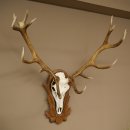 Cuernos de ciervo rojo 6 puntas Altura 59 cm Cuernos de ciervo Cuernos tallados con placa de trofeo 70.1031