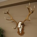 Cuernos de ciervo rojo 6 puntas Altura 59 cm Cuernos de ciervo Cuernos tallados con placa de trofeo 70.1031