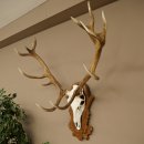 Cuernos de ciervo rojo 6 puntas Altura 59 cm Cuernos de ciervo Cuernos tallados con placa de trofeo 70.1031