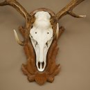 Cuernos de ciervo rojo 6 puntas Altura 59 cm Cuernos de ciervo Cuernos tallados con placa de trofeo 70.1031