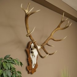 Cuernos de ciervo rojo 6 puntas Altura 59 cm Cuernos de ciervo Cuernos tallados con placa de trofeo 70.1031