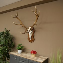 Cuernos de ciervo rojo 6 puntas Altura 59 cm Cuernos de ciervo Cuernos tallados con placa de trofeo 70.1031