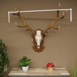 Cuernos de ciervo rojo 6 puntas Altura 59 cm Cuernos de ciervo Cuernos tallados con placa de trofeo 70.1031