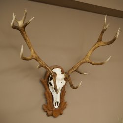 Cuernos de ciervo rojo 6 puntas Altura 59 cm Cuernos de ciervo Cuernos tallados con placa de trofeo 70.1031