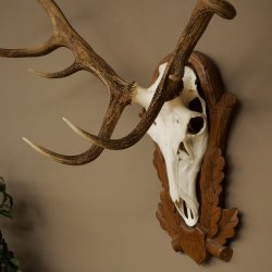 Cuernos de ciervo rojo 6 puntas Altura 59 cm Cuernos de ciervo Cuernos tallados con placa de trofeo 70.1031