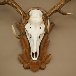 Cuernos de ciervo rojo 6 puntas Altura 59 cm Cuernos de ciervo Cuernos tallados con placa de trofeo 70.1031