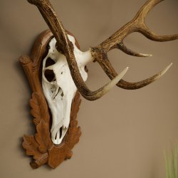 Cuernos de ciervo rojo 6 puntas Altura 59 cm Cuernos de ciervo Cuernos tallados con placa de trofeo 70.1031