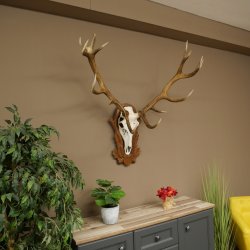 Cuernos de ciervo rojo 6 puntas Altura 59 cm Cuernos de ciervo Cuernos tallados con placa de trofeo 70.1031
