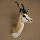 Springbok mâle HL 33,5 cm, antilope, hauteur 68 cm,...