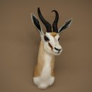 Springbock Bock HL 33,5 cm Antilope Höhe 68 cm Kopf Schulter Präparat Trophäe 95.6.25