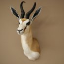 Springbock Bock HL 33,5 cm Antilope Höhe 68 cm Kopf Schulter Präparat Trophäe 95.6.25