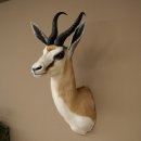 Springbock Bock HL 33,5 cm Antilope Höhe 68 cm Kopf Schulter Präparat Trophäe 95.6.25