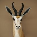 Springbock Bock HL 33,5 cm Antilope Höhe 68 cm Kopf Schulter Präparat Trophäe 95.6.25