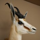 Springbock Bock HL 33,5 cm Antilope Höhe 68 cm Kopf Schulter Präparat Trophäe 95.6.25