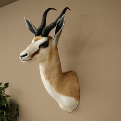 Springbock Bock HL 33,5 cm Antilope Höhe 68 cm Kopf Schulter Präparat Trophäe 95.6.25