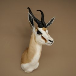 Springbock Bock HL 33,5 cm Antilope Höhe 68 cm Kopf Schulter Präparat Trophäe 95.6.25