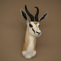 Springbock Bock HL 33,5 cm Antilope Höhe 68 cm Kopf Schulter Präparat Trophäe 95.6.25