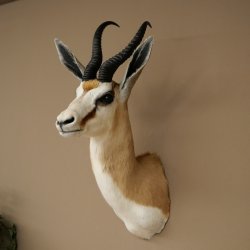 Springbock Bock HL 33,5 cm Antilope Höhe 68 cm Kopf Schulter Präparat Trophäe 95.6.25