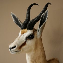 Springbock Bock HL 33,5 cm Antilope Höhe 68 cm Kopf Schulter Präparat Trophäe 95.6.25