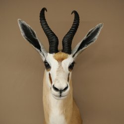 Springbock Bock HL 33,5 cm Antilope Höhe 68 cm Kopf Schulter Präparat Trophäe 95.6.25