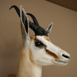 Springbock Bock HL 33,5 cm Antilope Höhe 68 cm Kopf Schulter Präparat Trophäe 95.6.25