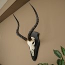 Impala (Aepyceros) Skull Trophy, Trophy Height 57.5 cm,...