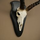 Trofeo de cráneo de antílope impala (Aepyceros) Altura del trofeo: 57,5 cm Placa del trofeo: 88.4.68