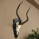 Impala (Aepyceros) Skull Trophy, Trophy Height 57.5 cm,...