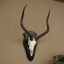 Trofeo de cráneo de antílope impala (Aepyceros) Altura del trofeo: 57,5 cm Placa del trofeo: 88.4.68