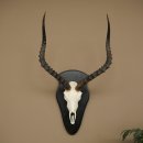 Trofeo de cráneo de antílope impala (Aepyceros) Altura del trofeo: 57,5 cm Placa del trofeo: 88.4.68